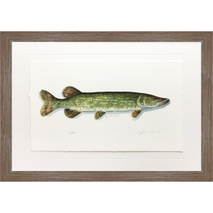 CL- NORTHERN PIKE